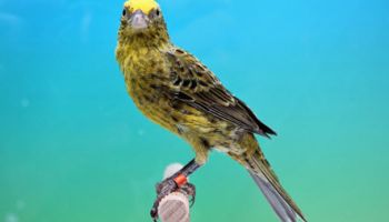 Vogelzucht