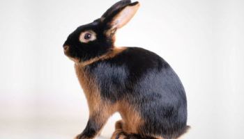 Kaninchen