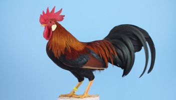 Geflügel
